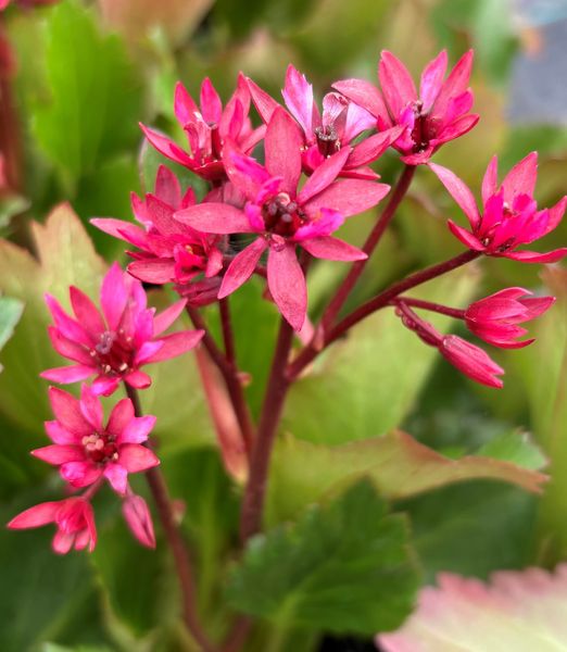 Mukgenia 'nova flame'®